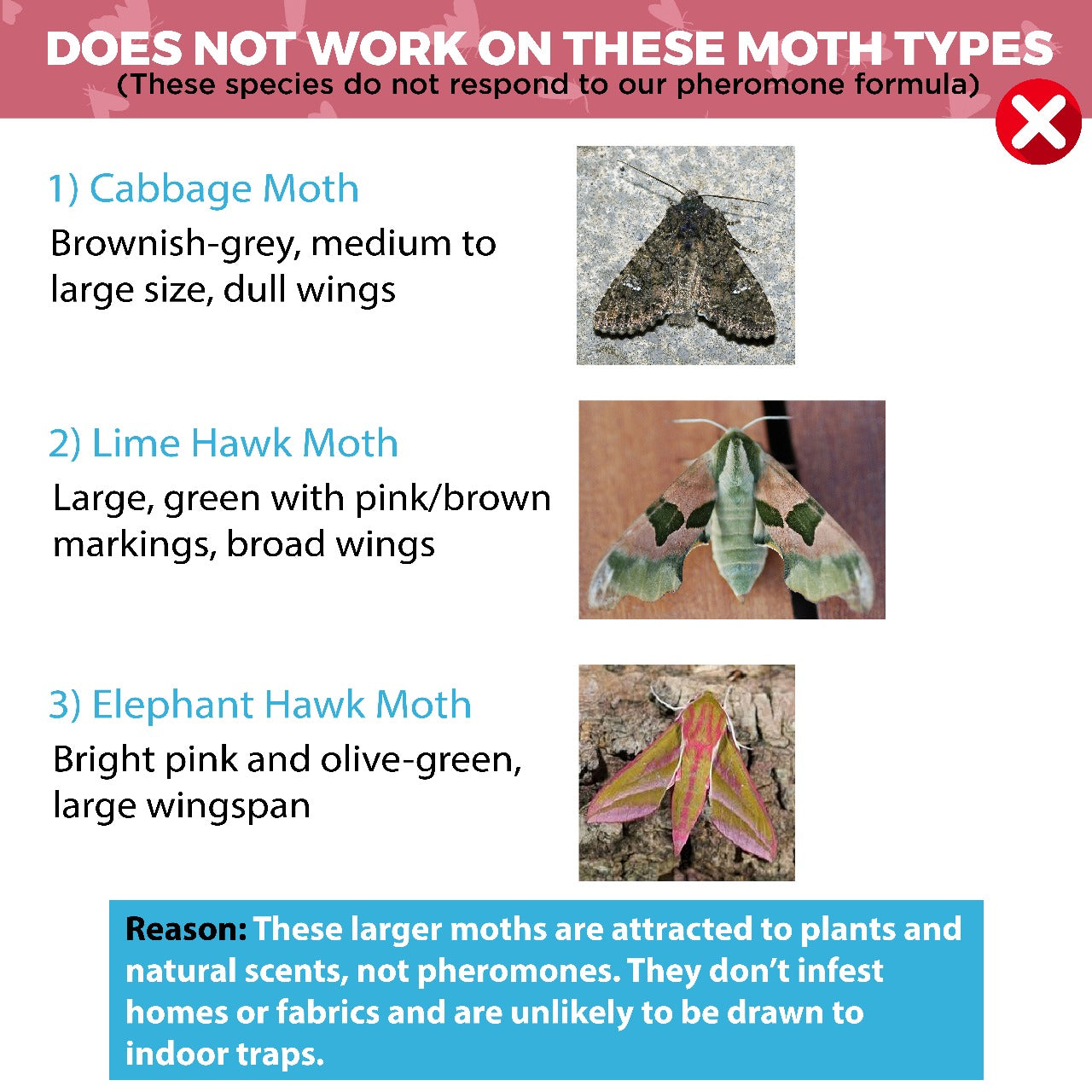 Icky Sticky Pheroluxe Moth Killer - 10 Premium Pheromone Moth Traps for Common Clothes, Carpet and Similar Moths with (6 Fruit Fly and Fungus Gnat Traps) | Non-Toxic for Wardrobes, Fabrics & Carpet |