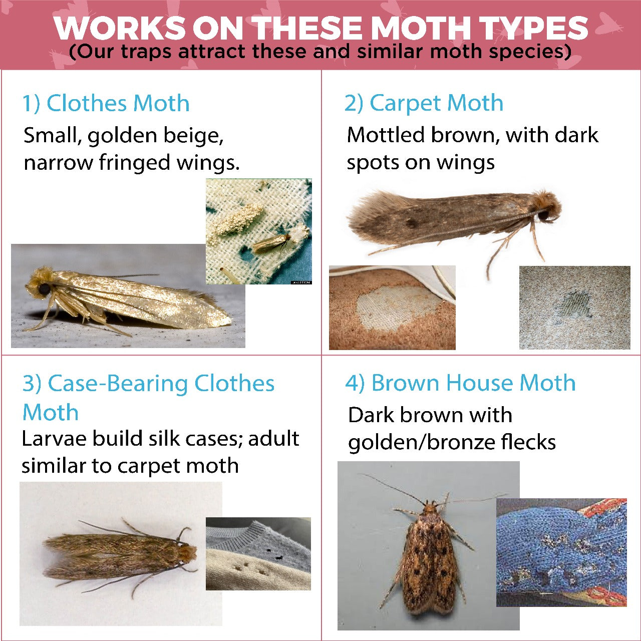 Icky Sticky Pheroluxe Moth Killer - 10 Premium Pheromone Moth Traps for Common Clothes, Carpet and Similar Moths with (6 Fruit Fly and Fungus Gnat Traps) | Non-Toxic for Wardrobes, Fabrics & Carpet |