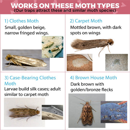 Icky Sticky Pheroluxe Moth Killer - 10 Premium Pheromone Moth Traps for Common Clothes, Carpet and Similar Moths with (6 Fruit Fly and Fungus Gnat Traps) | Non-Toxic for Wardrobes, Fabrics & Carpet |